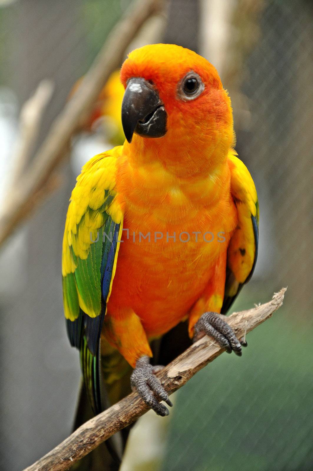 Sun Conure by MaZiKab