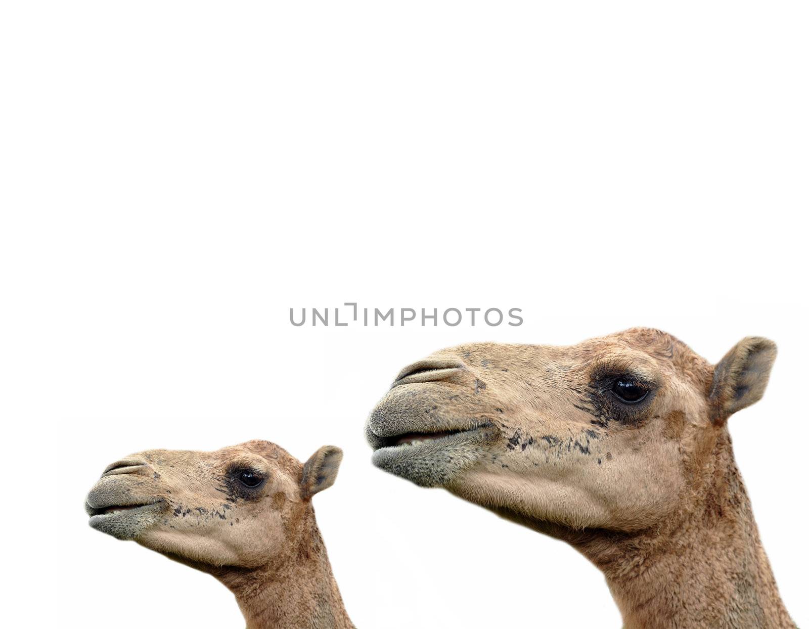 The dromedary or Arabian camel has a single hump. Dromedaries are native to the dry desert areas of West Asia.