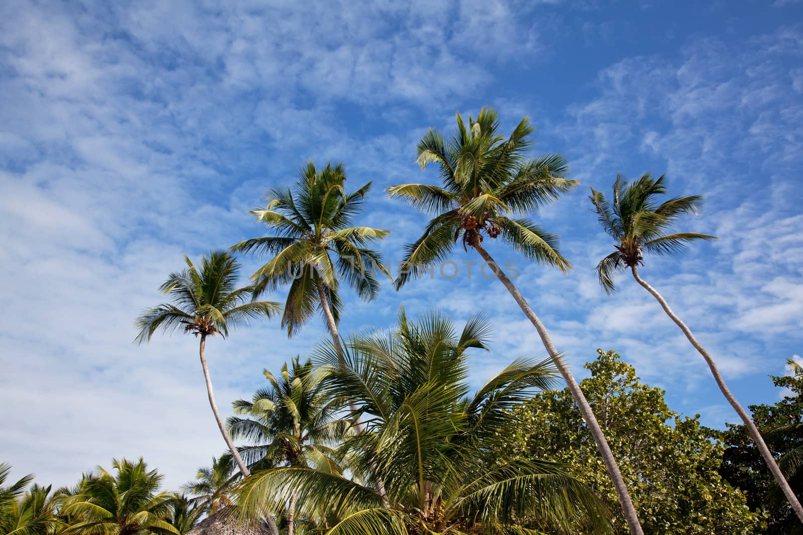 Four beautiful palms in Saona island beach