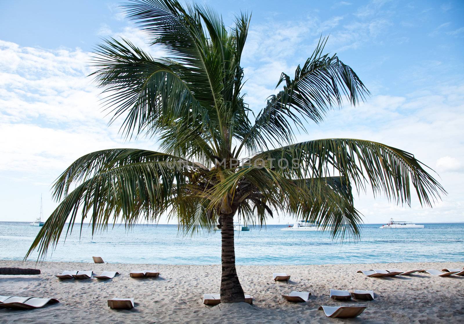 Beautiful Saona island beach palm with sunbeds