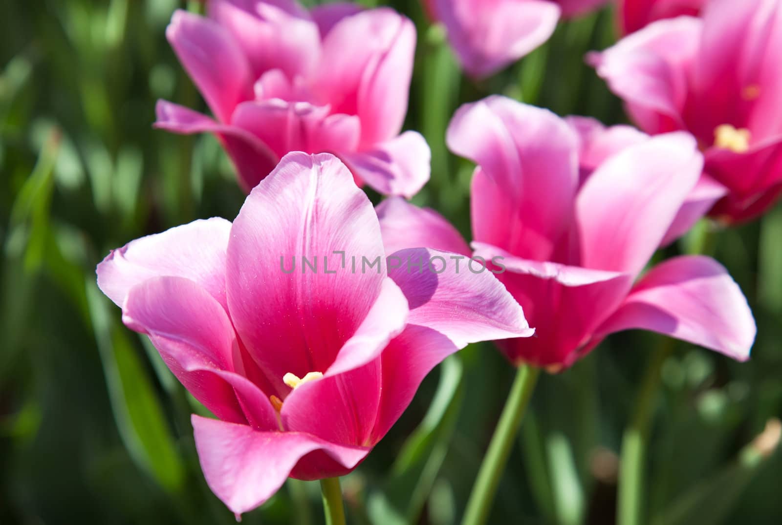 Pink and crimson tulips in garden in spring
