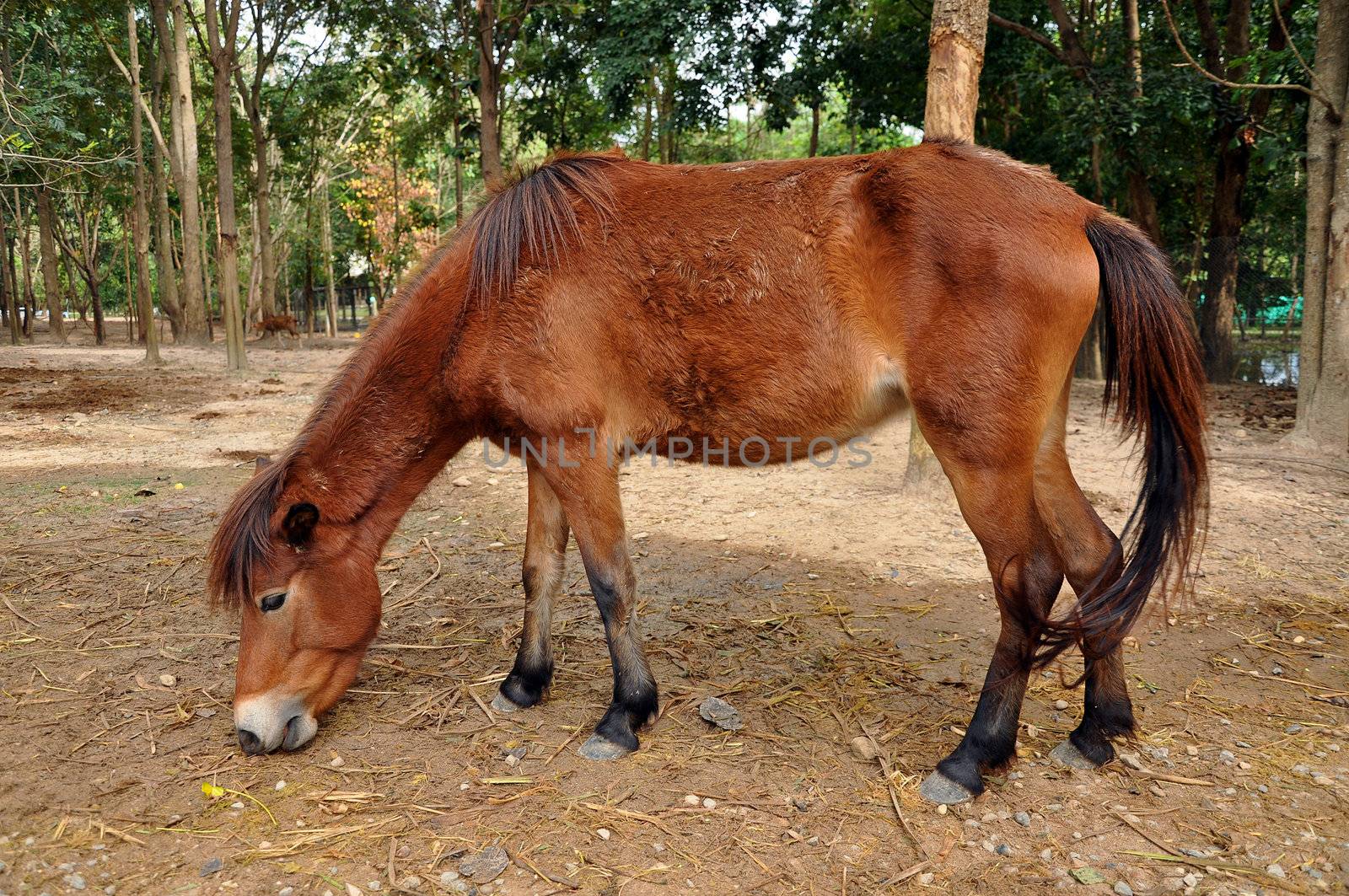 The horse's senses are generally superior to those of a human.