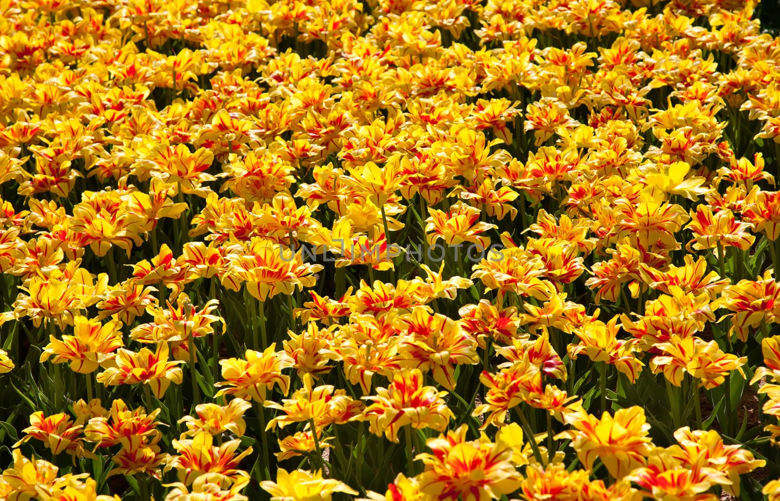 Field of striped tulips by RawGroup