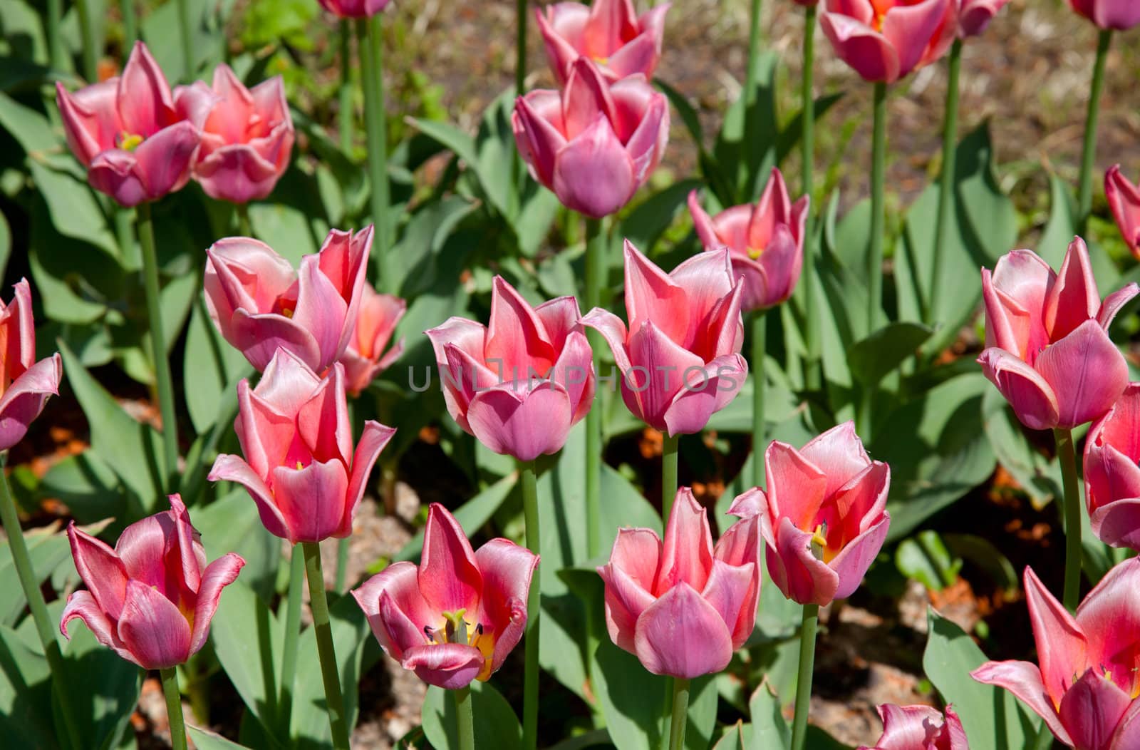 Flower bed with beautiful pink tulips