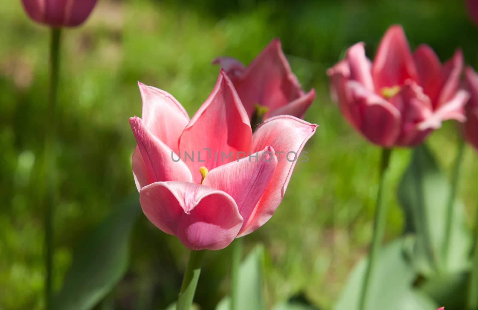 Pink tulip in spring close view