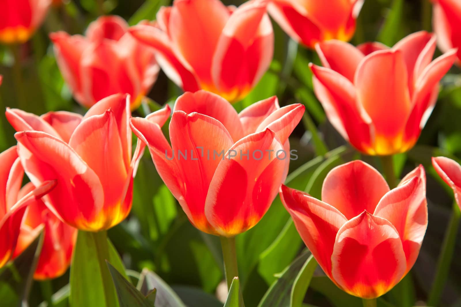 Scarlet tulips in spring