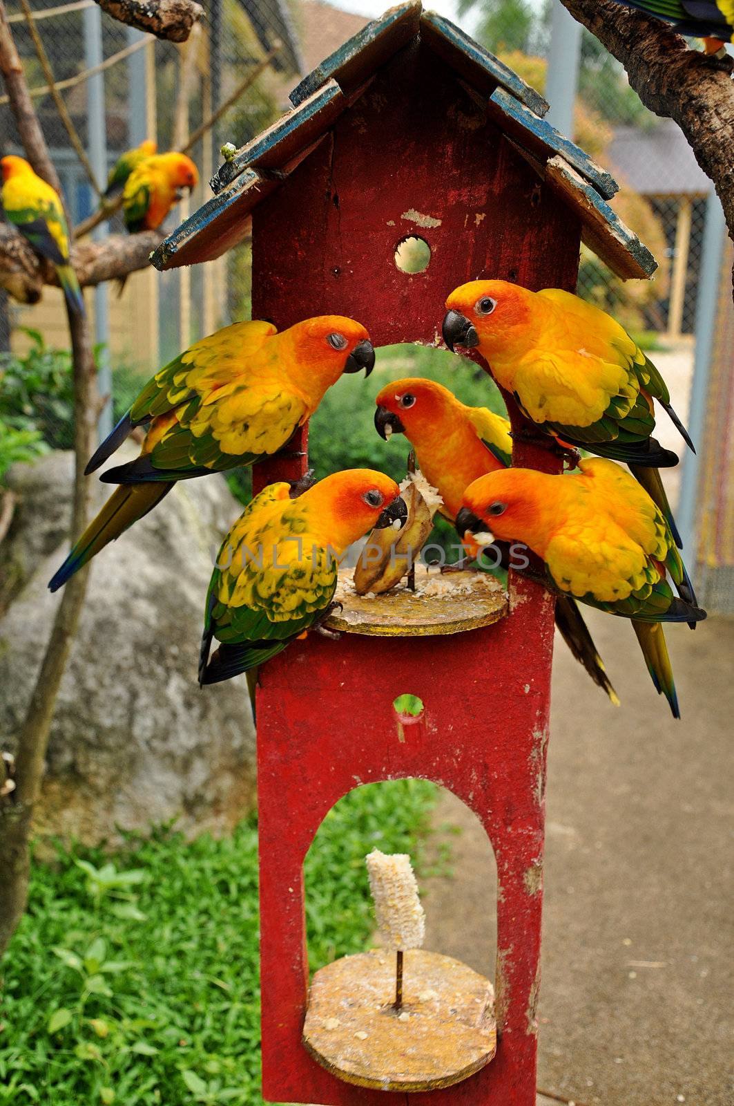 Sun Conure has a rich yellow crown, nape, mantle, lesser wing-coverts, tips of the greater wing-coverts, chest, and underwing-coverts.