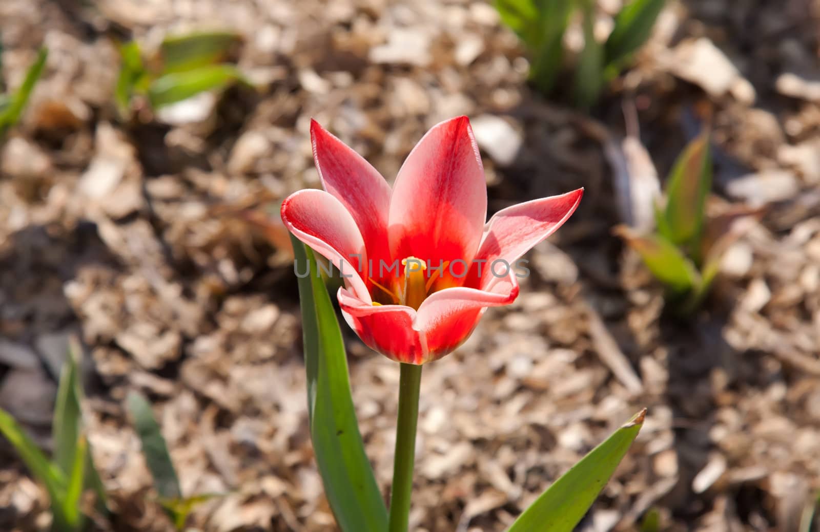Beautiful scarlet tulip in pring