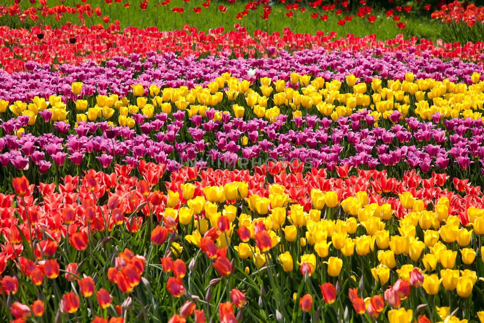 Stripes made with tulips by RawGroup