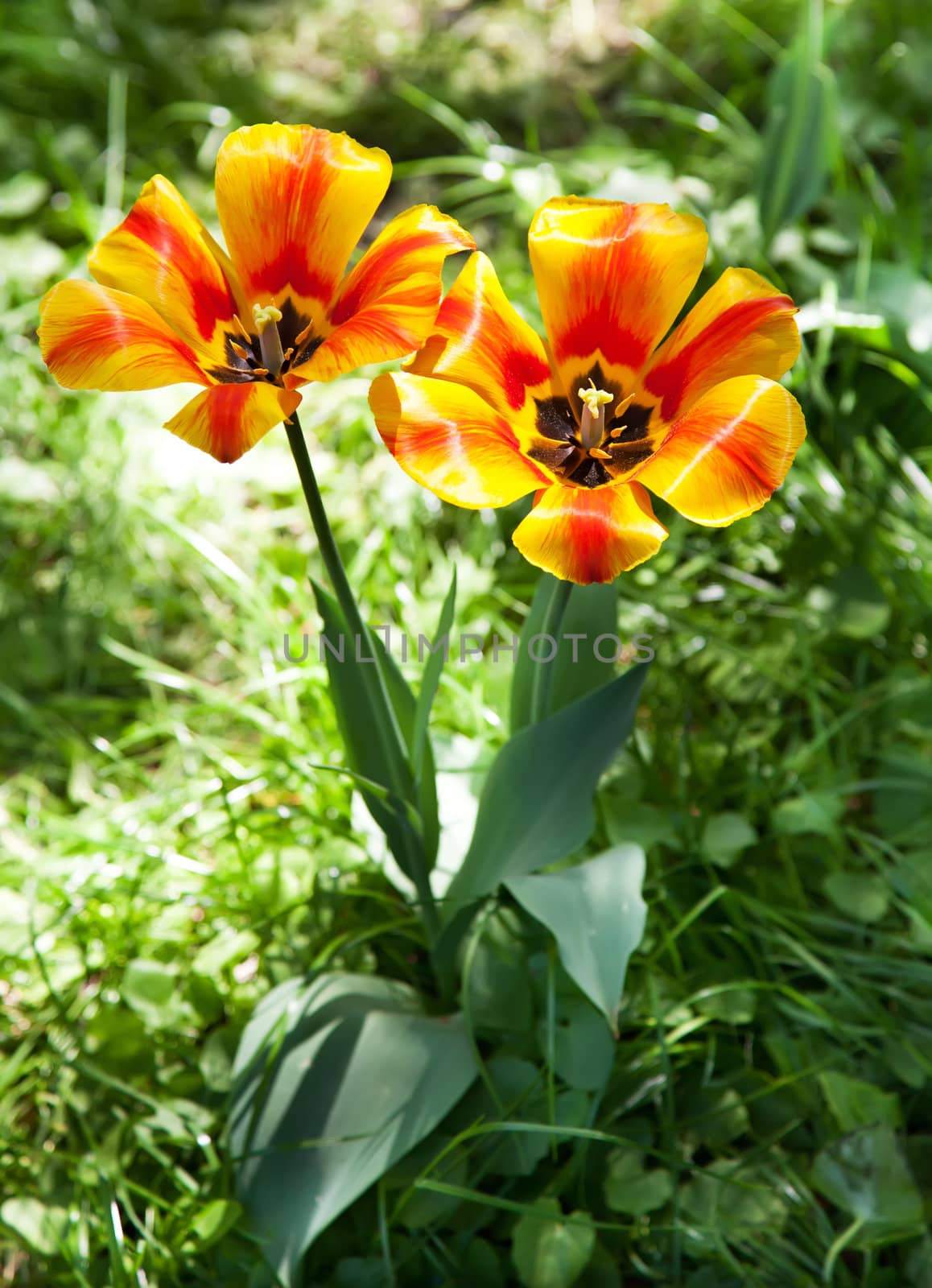 Couple of beautiful striped tulips