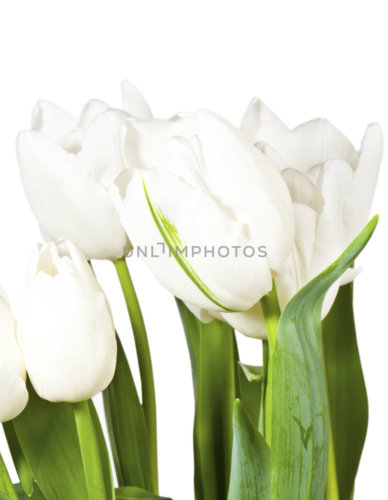White spring tulips isolated on white background