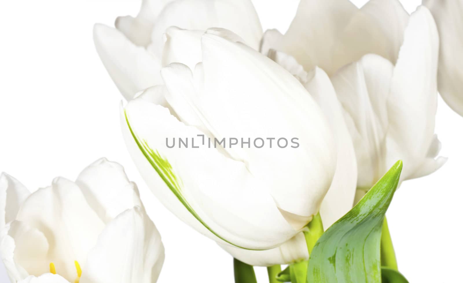 White tulips isolated on white background by RawGroup