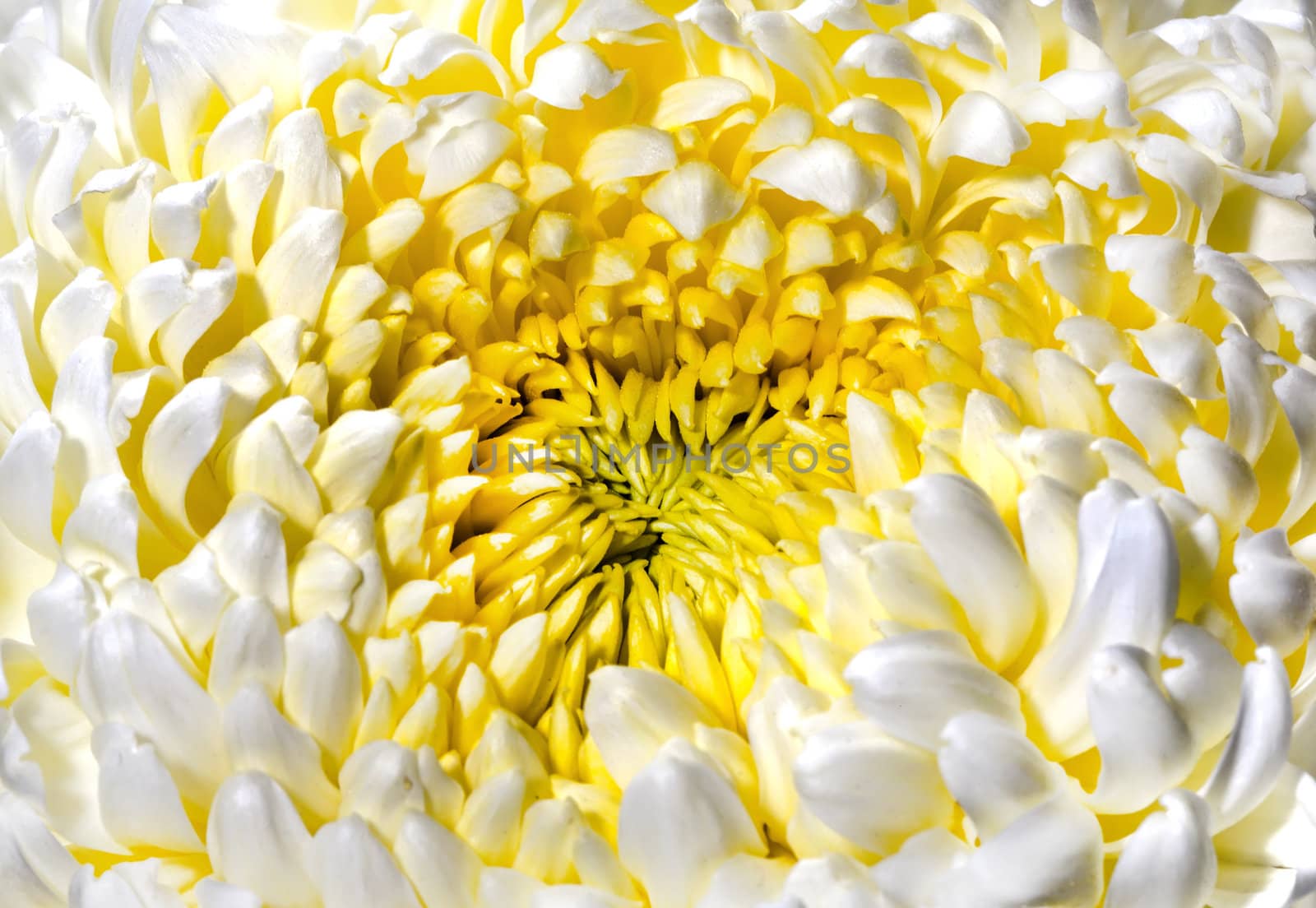 Yellow chrysanthemum flower close view by RawGroup