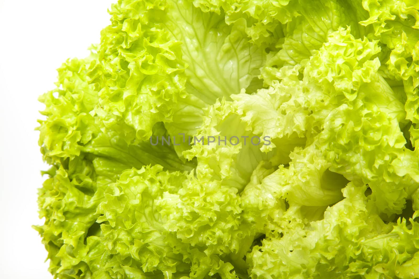 Green iceberg salad on white background by RawGroup