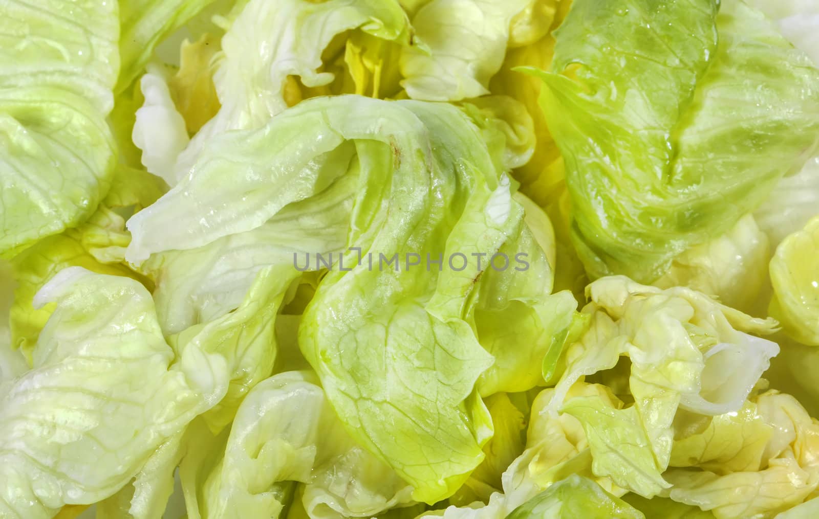 Iceberg lettuce fresh green salad close view