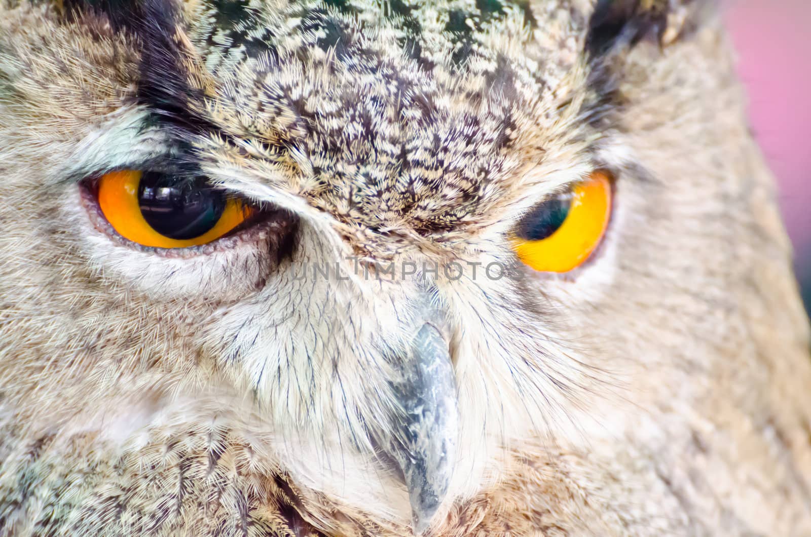 Eyes of the owl.