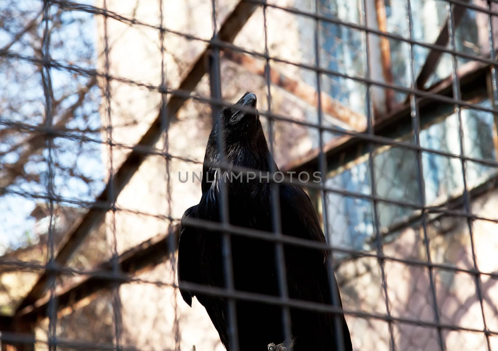 Black raven in cage
