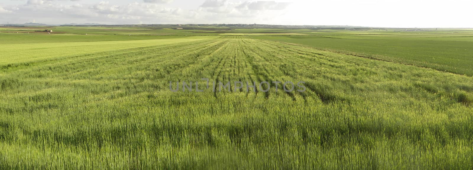 Cultivated field by lillo