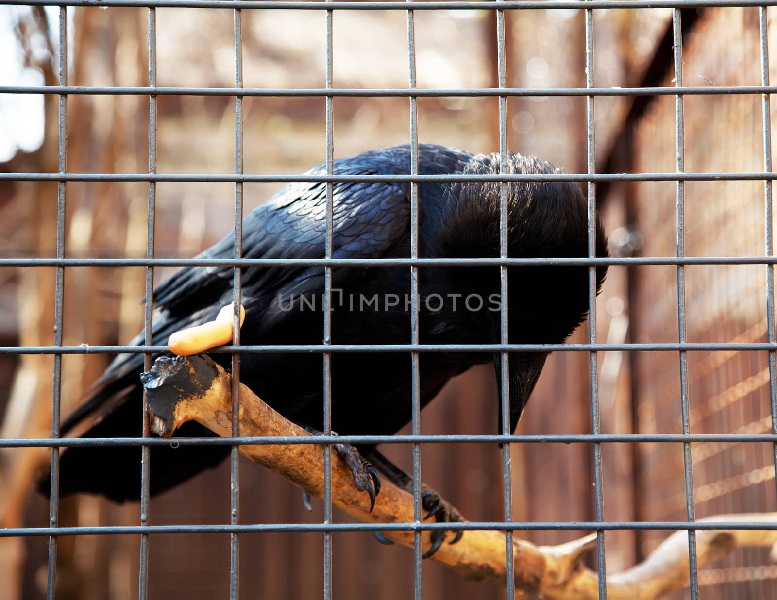 Black raven in cage