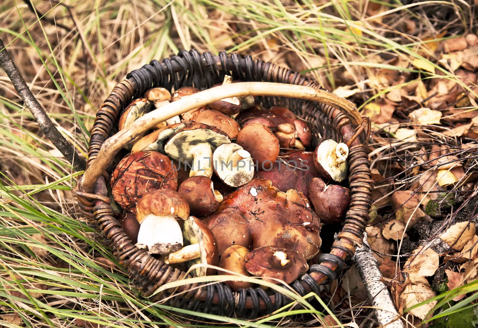 Basket with mushrooms in autumn forest