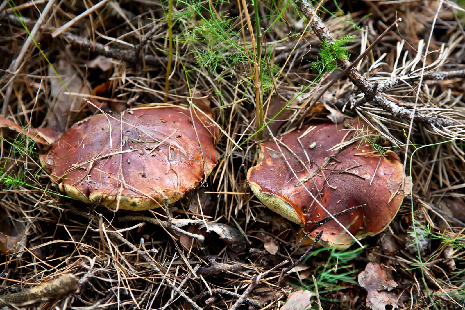 Pair of brown cap boletus mushroom in autumn forest by RawGroup