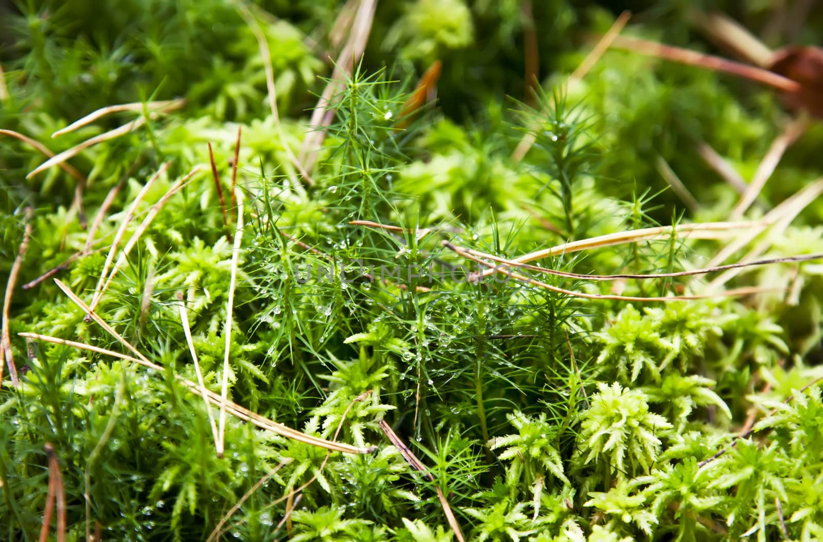 Green moss with drops of dew on it
