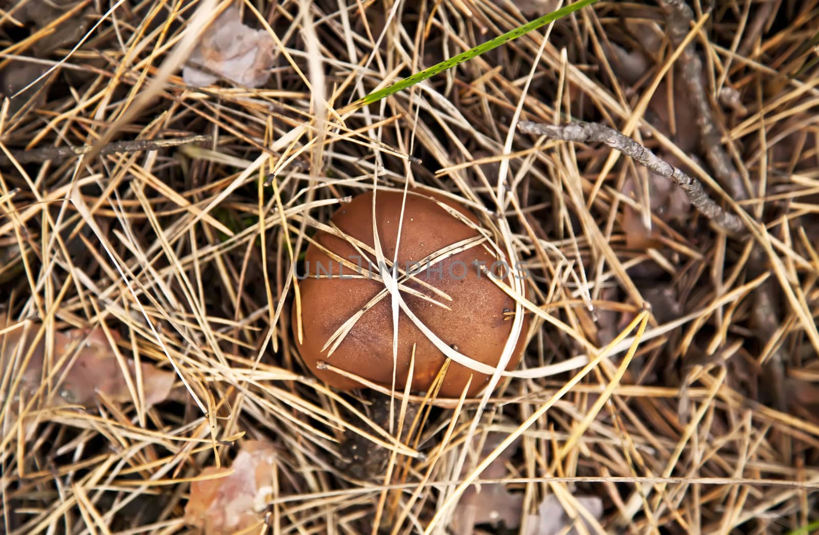 Boletus luteus mushroom in dry grass by RawGroup