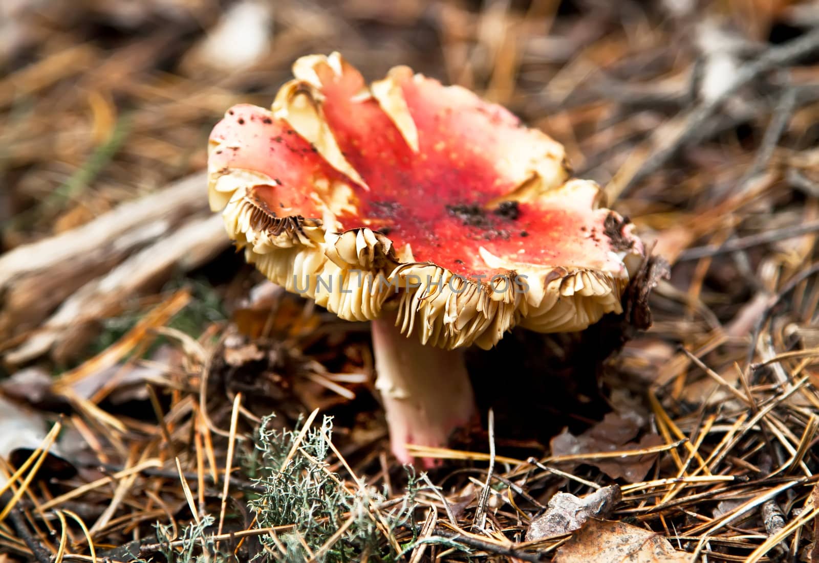 Red toadstool mushroom in autumn forest