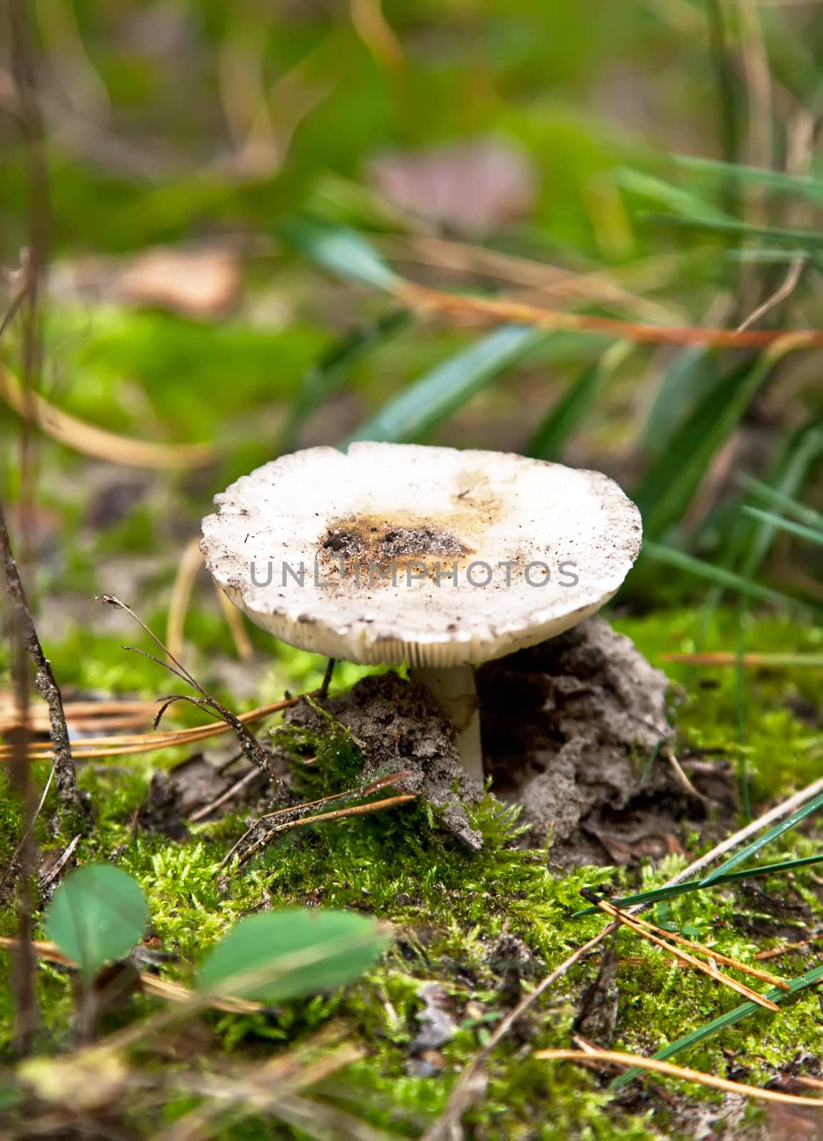 Russule mushroom by RawGroup