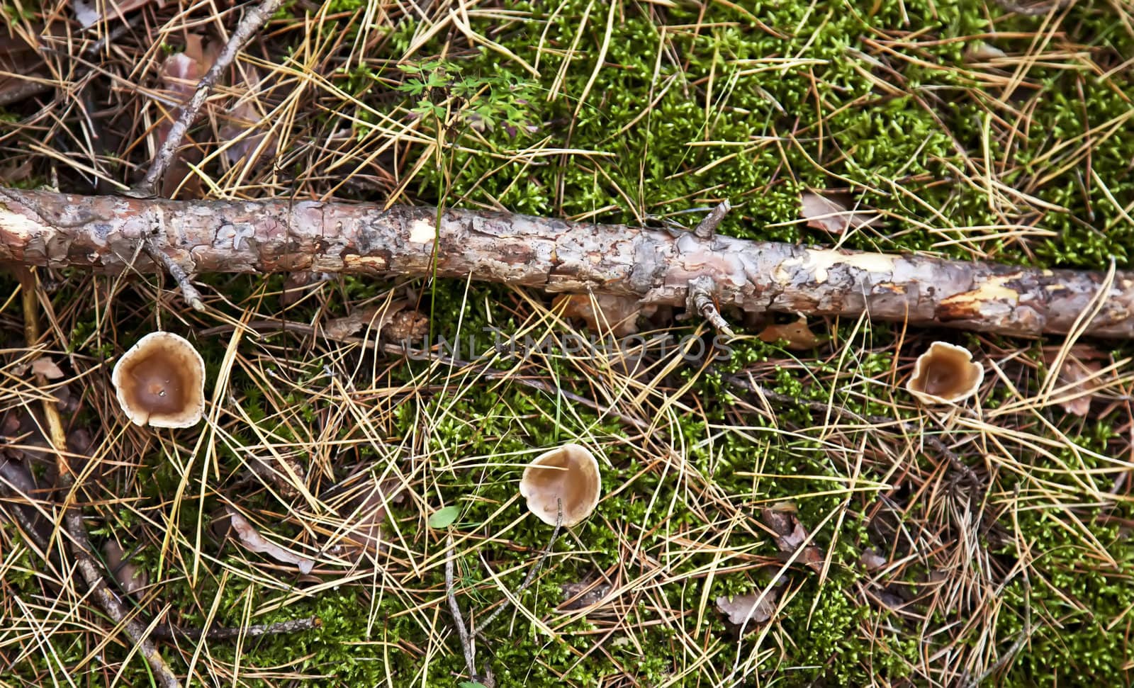 Three littel russules mushroom in autumn forest