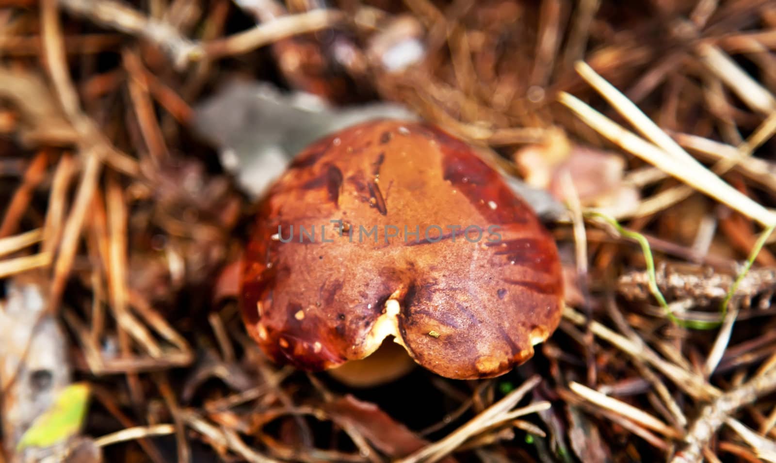 Xerocomus mushroom in autumn forest