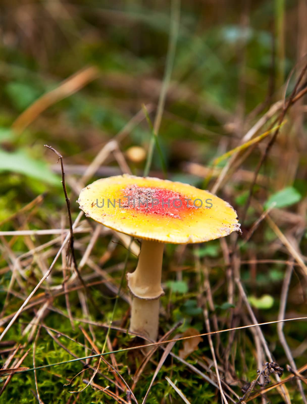 Yellow and red fly-agaric in autumn forest