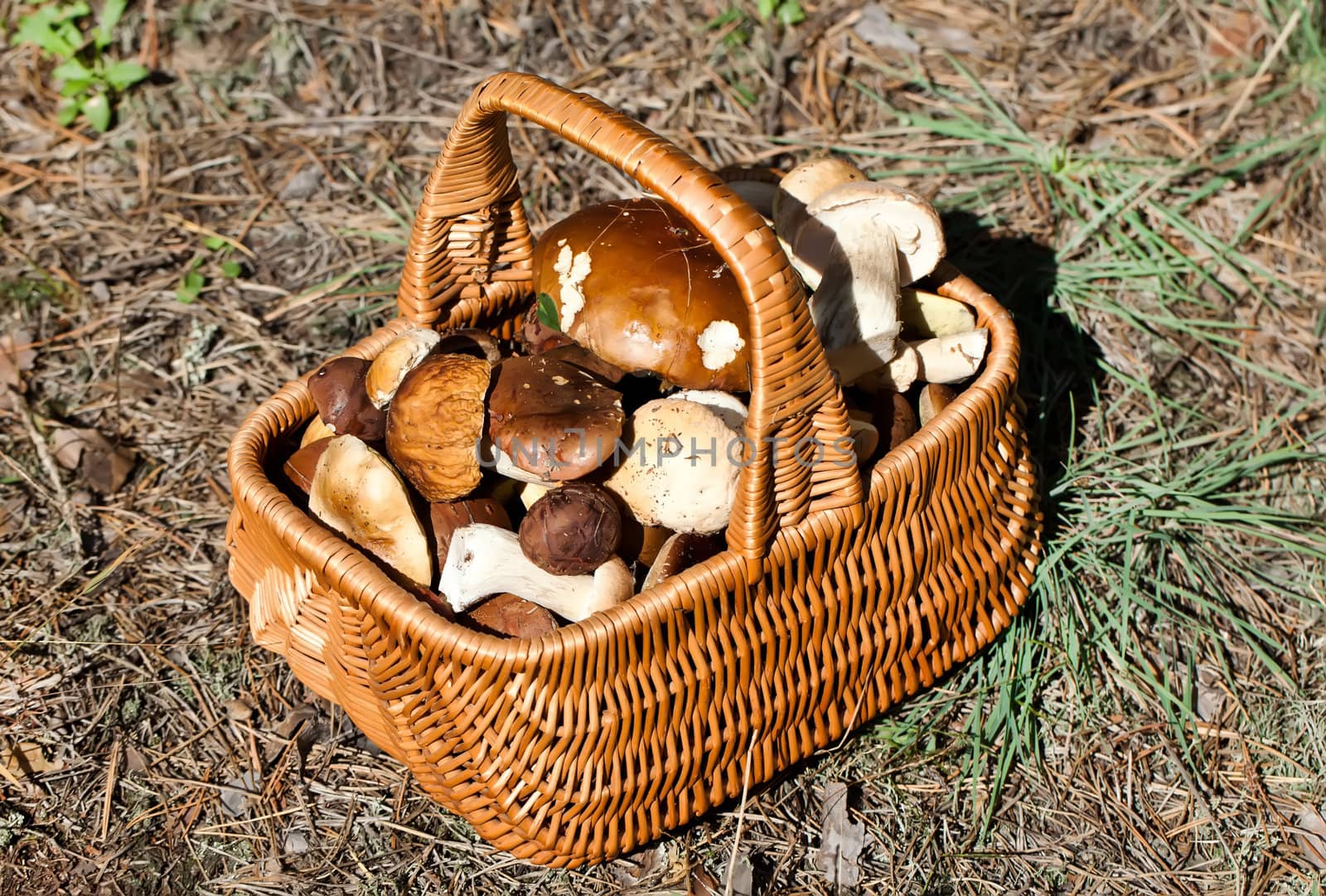 Basket with different autumn mushrooms by RawGroup