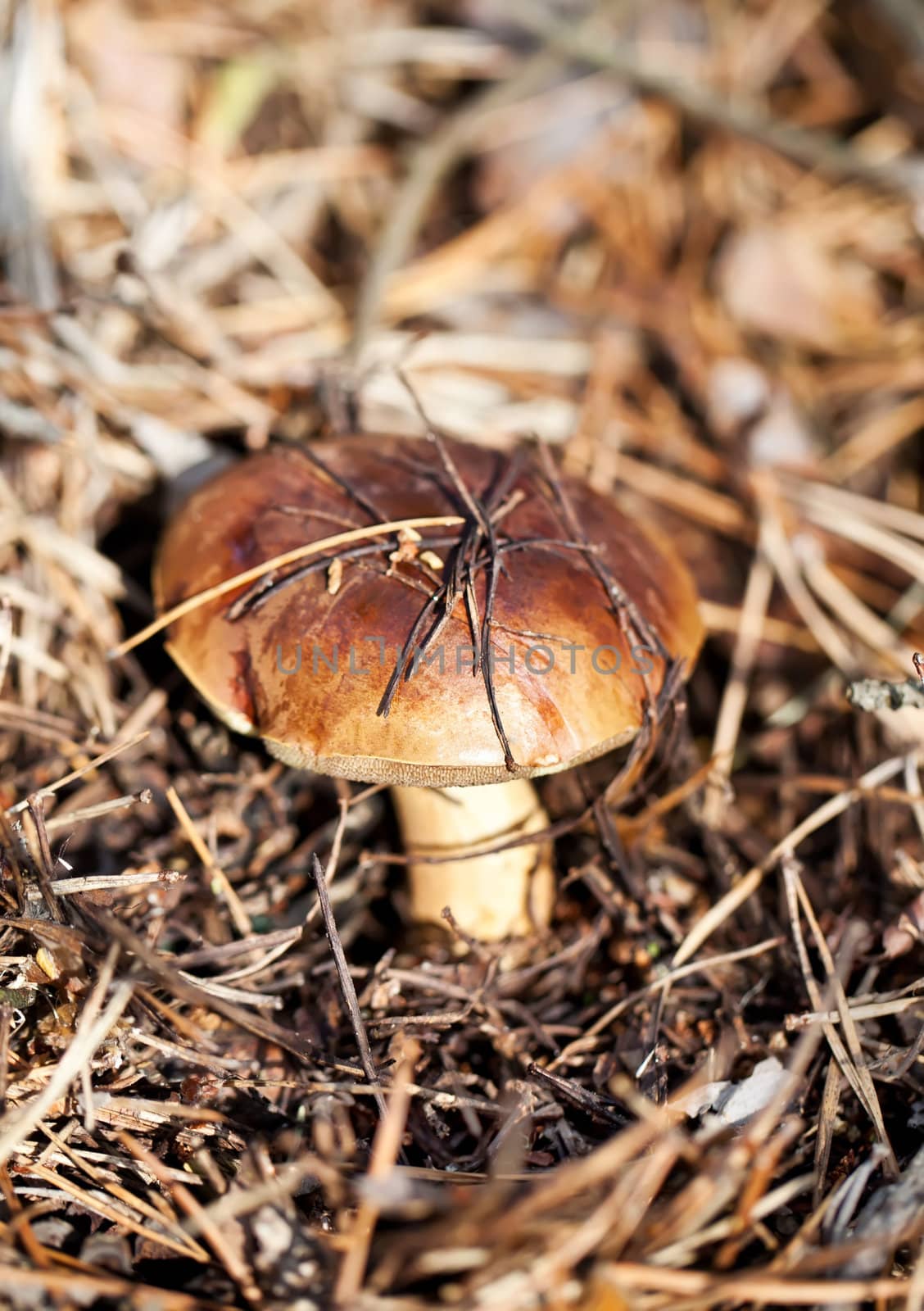 Brown cap mushroom in autumn forest by RawGroup