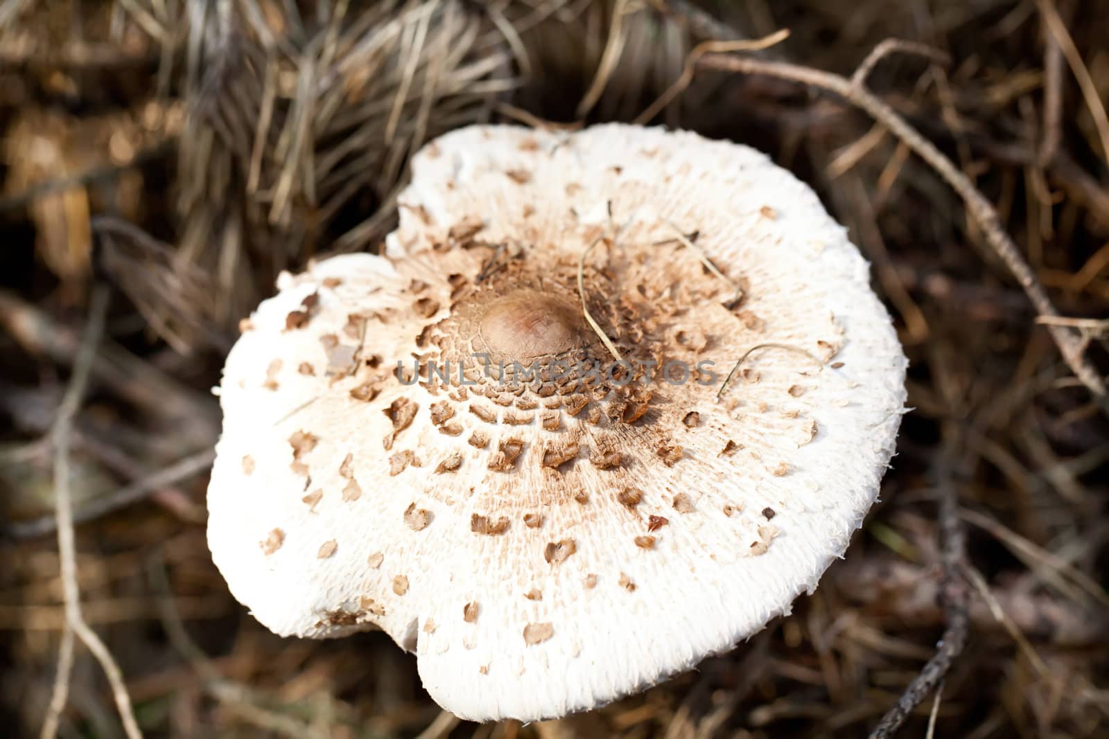 Brown spotted poisonous toadstool in autumn forest by RawGroup