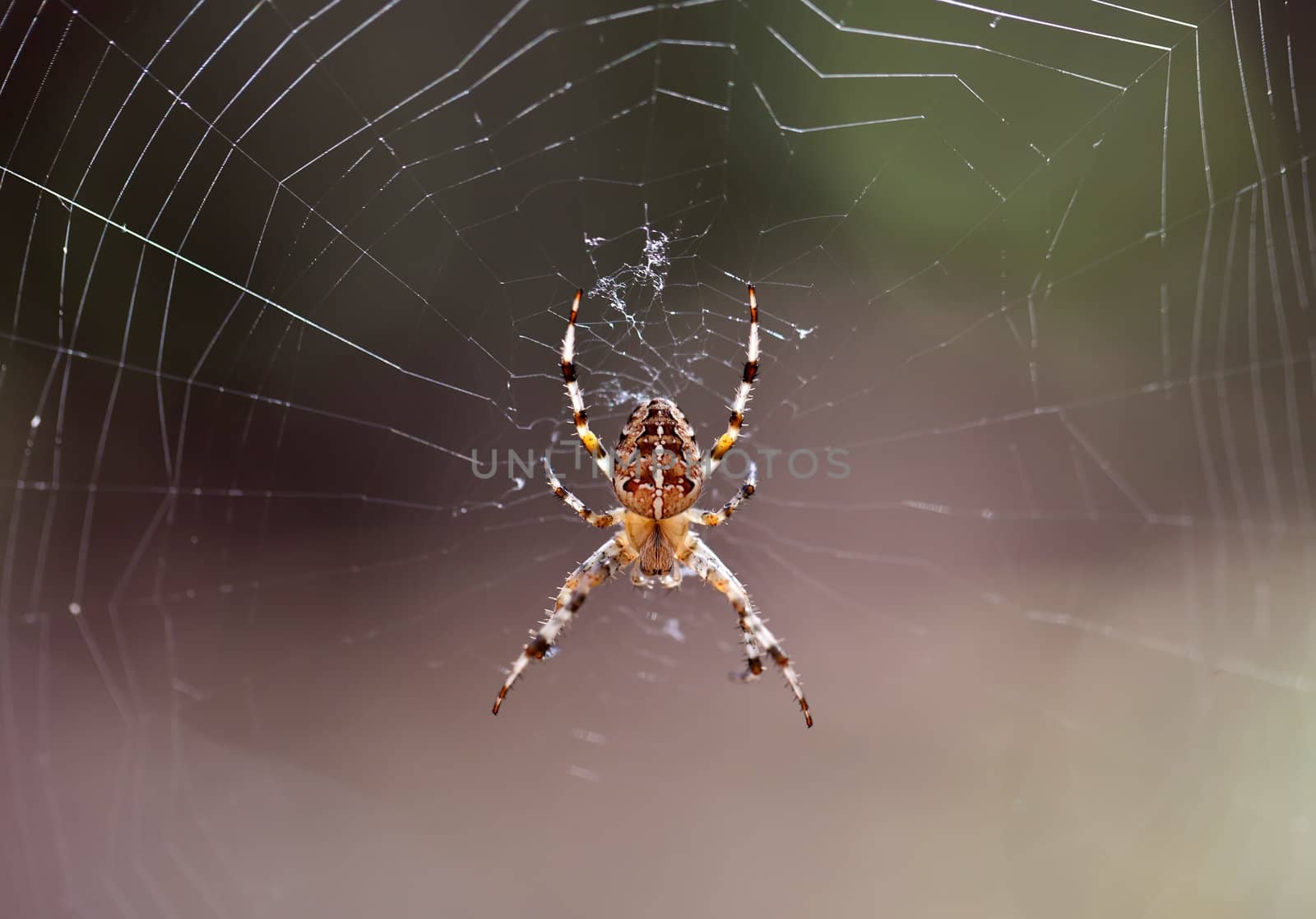 Forest spider on web by RawGroup
