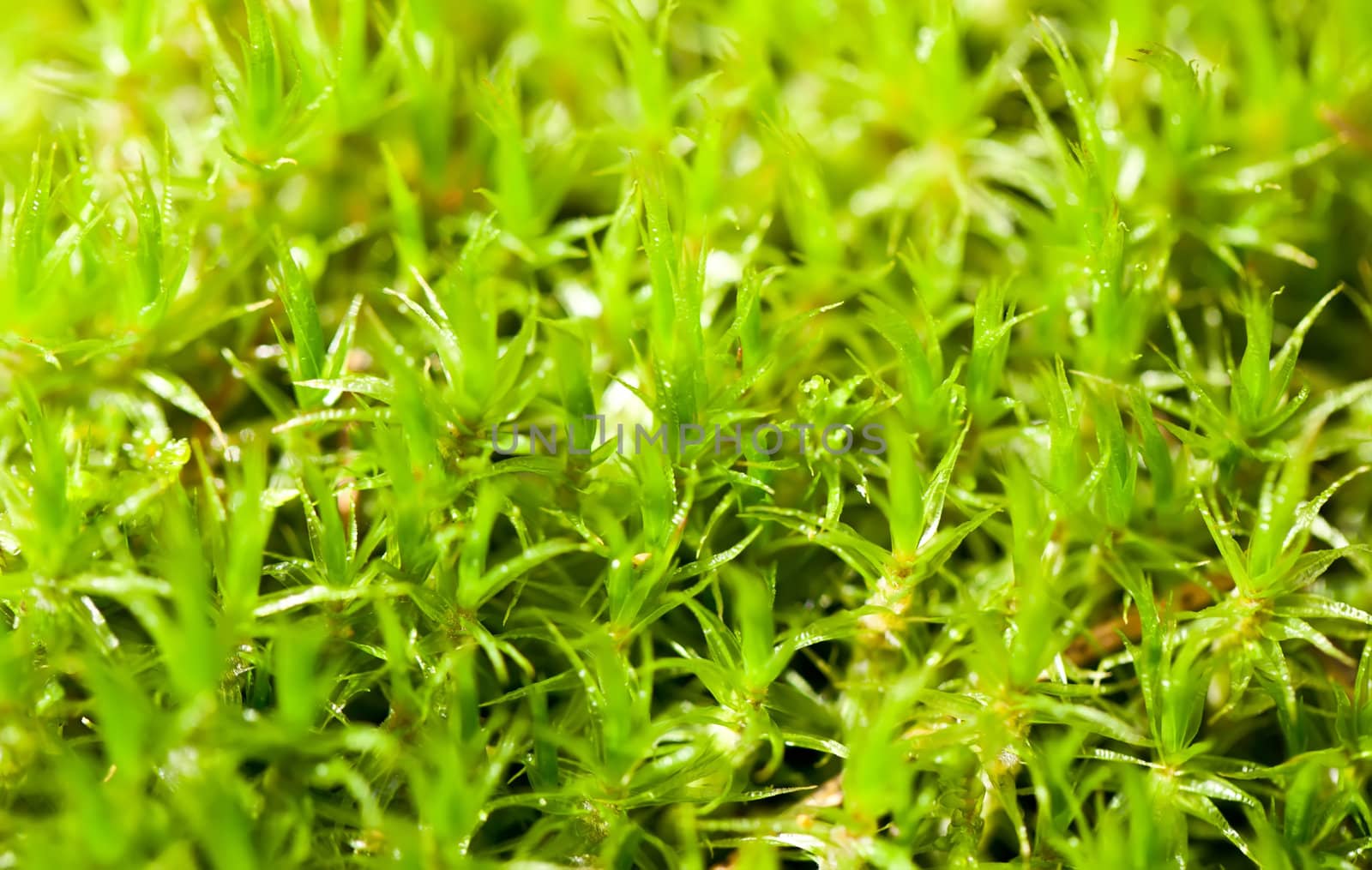 Green moss in forest close view by RawGroup