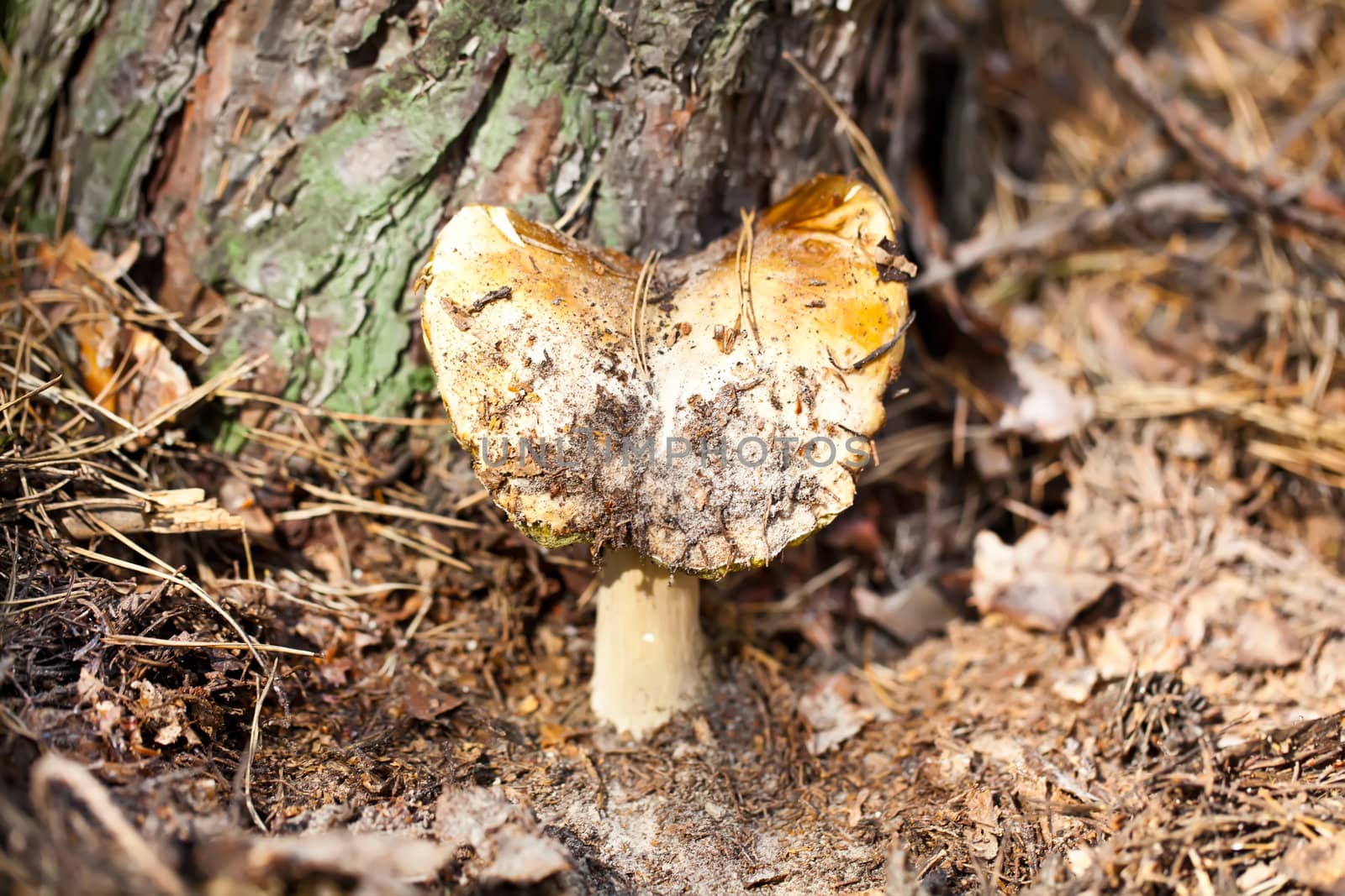 Poisonous mushroom in forest under tree