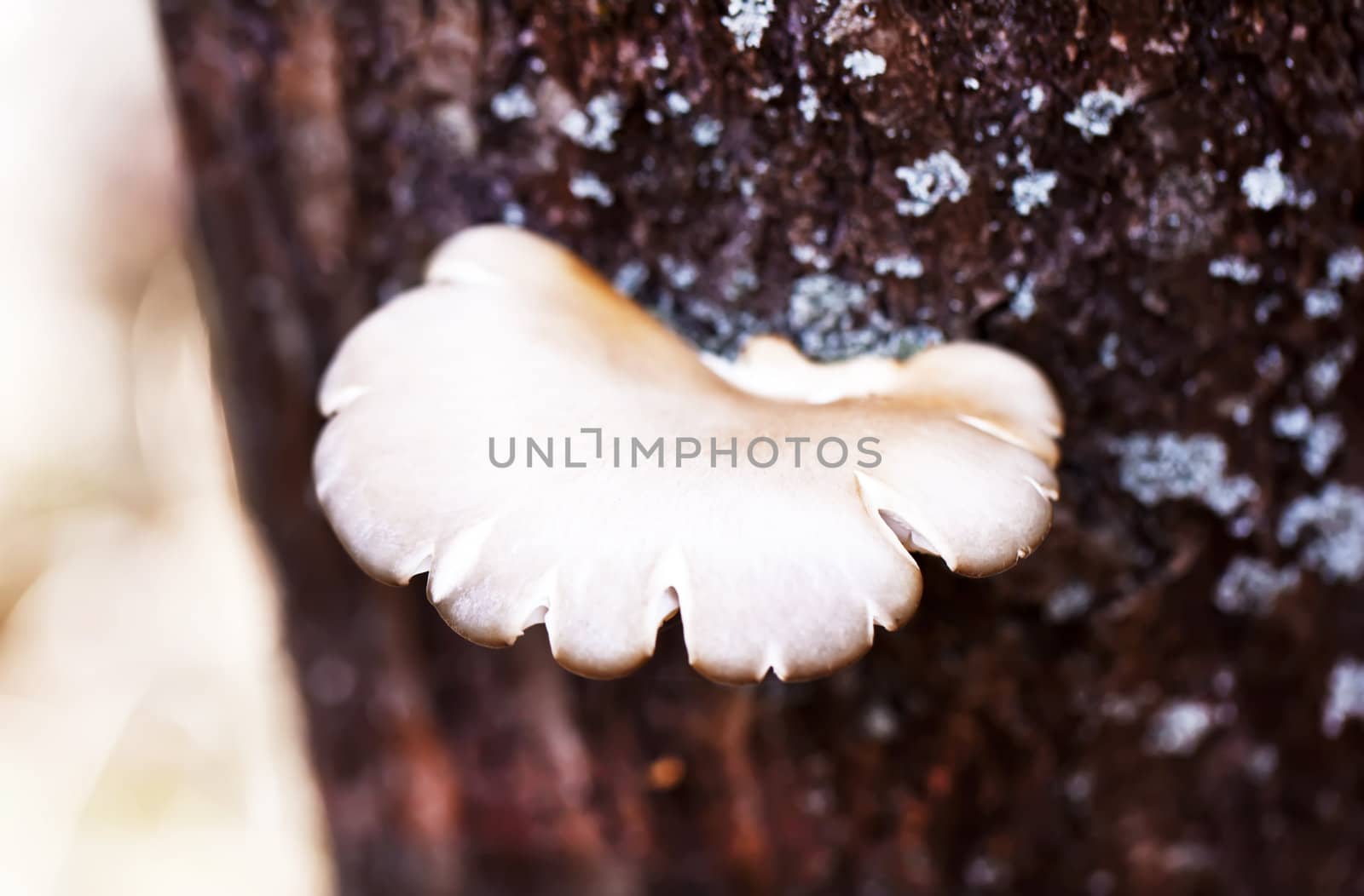 Poisonous tree mushroom in autumn by RawGroup