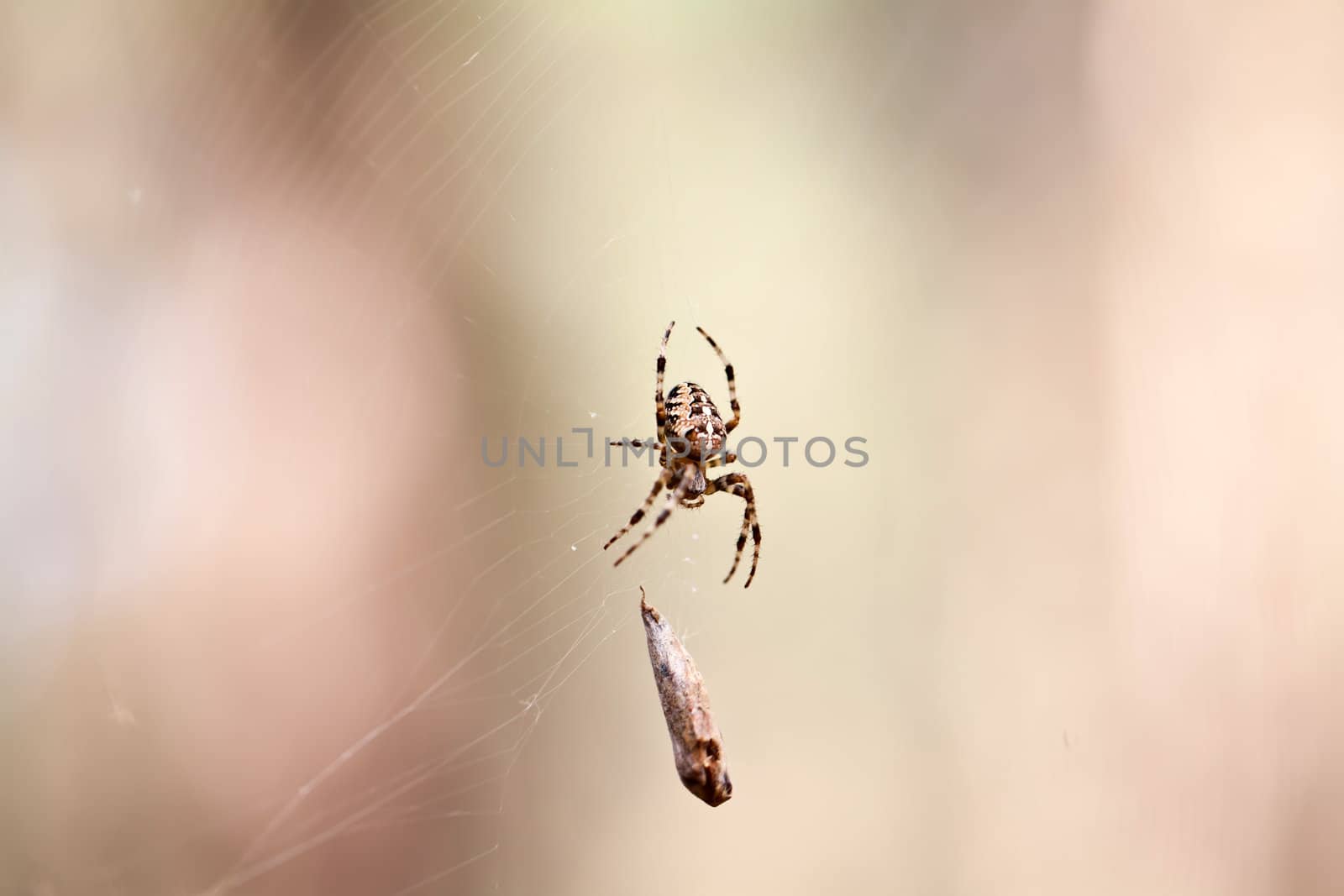 Spider with catch on web in autumn