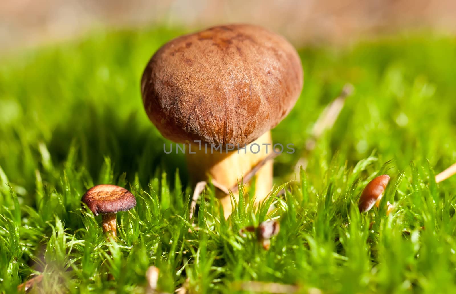 Three brown cep mushroom in green moss in autumn