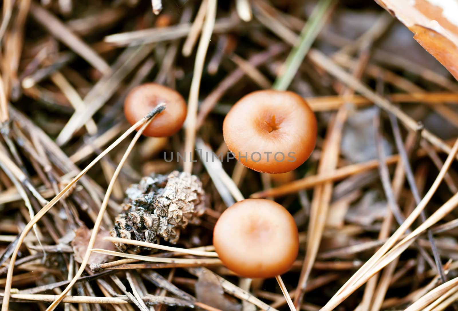 Three little poisonous mushroom in autumn forest