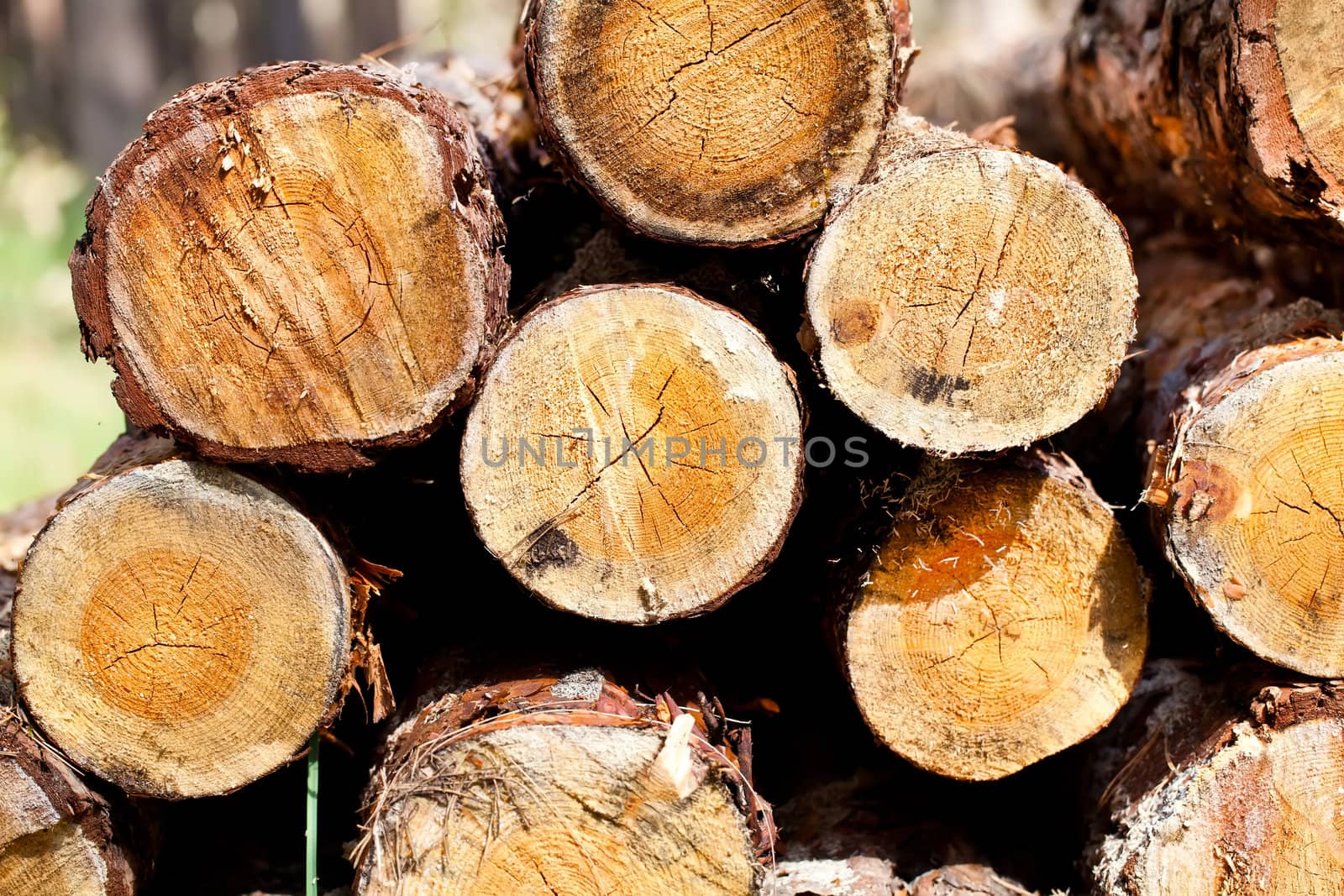 Wooden logs in forest in autumn