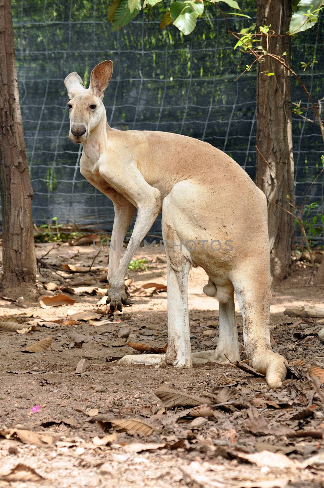 Larger kangaroos have adapted much better to changes brought to the Australian landscape by humans and though many of their smaller cousins are endangered, they are plentiful.