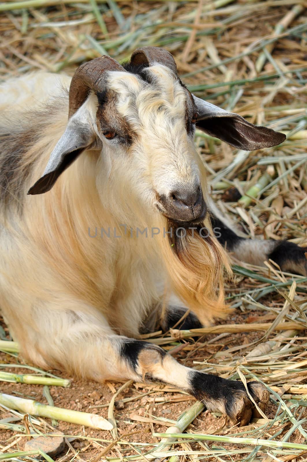 Goats are one of the oldest domesticated species. Goats have been used for their milk, meat, hair, and skins over much of the world.