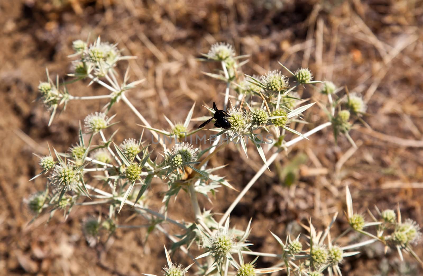Bumblebee on summer thorn in meadow in Crimea