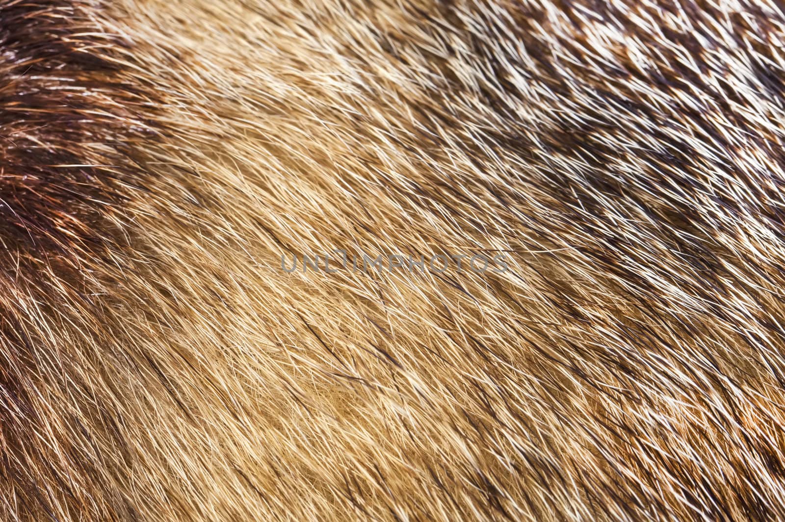 Fur texture backround in golden colors