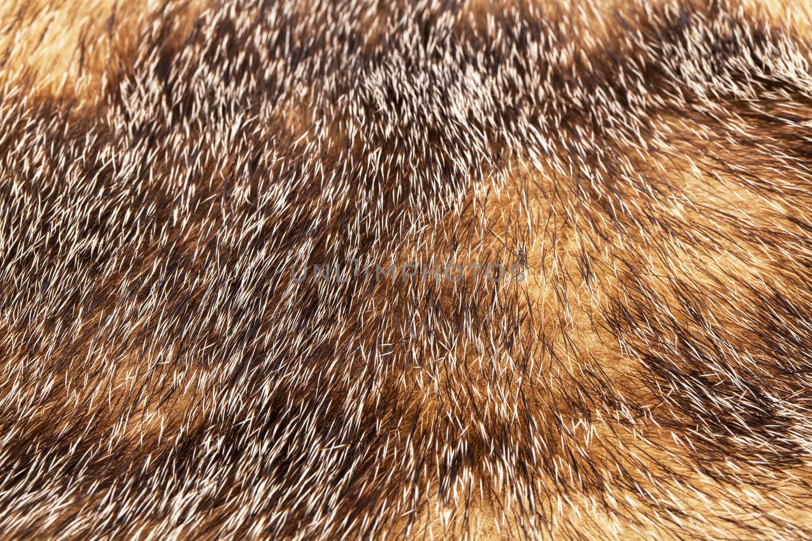Golden and brown fur texture background