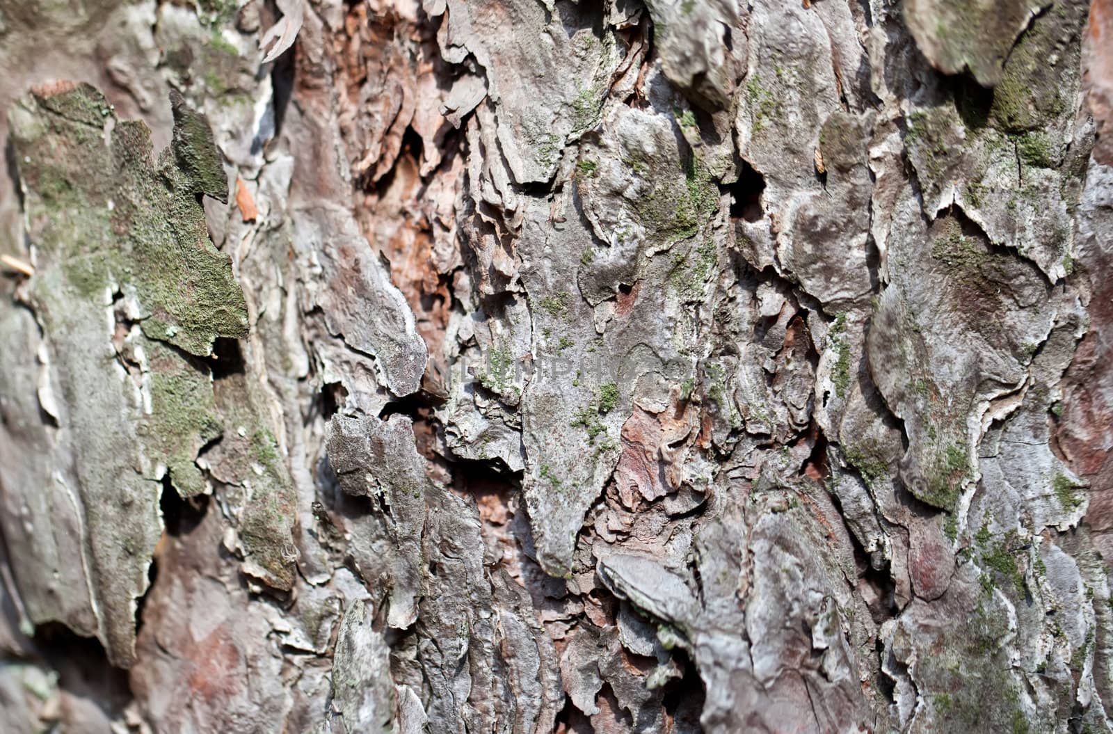 Grey and green tree bark close view
