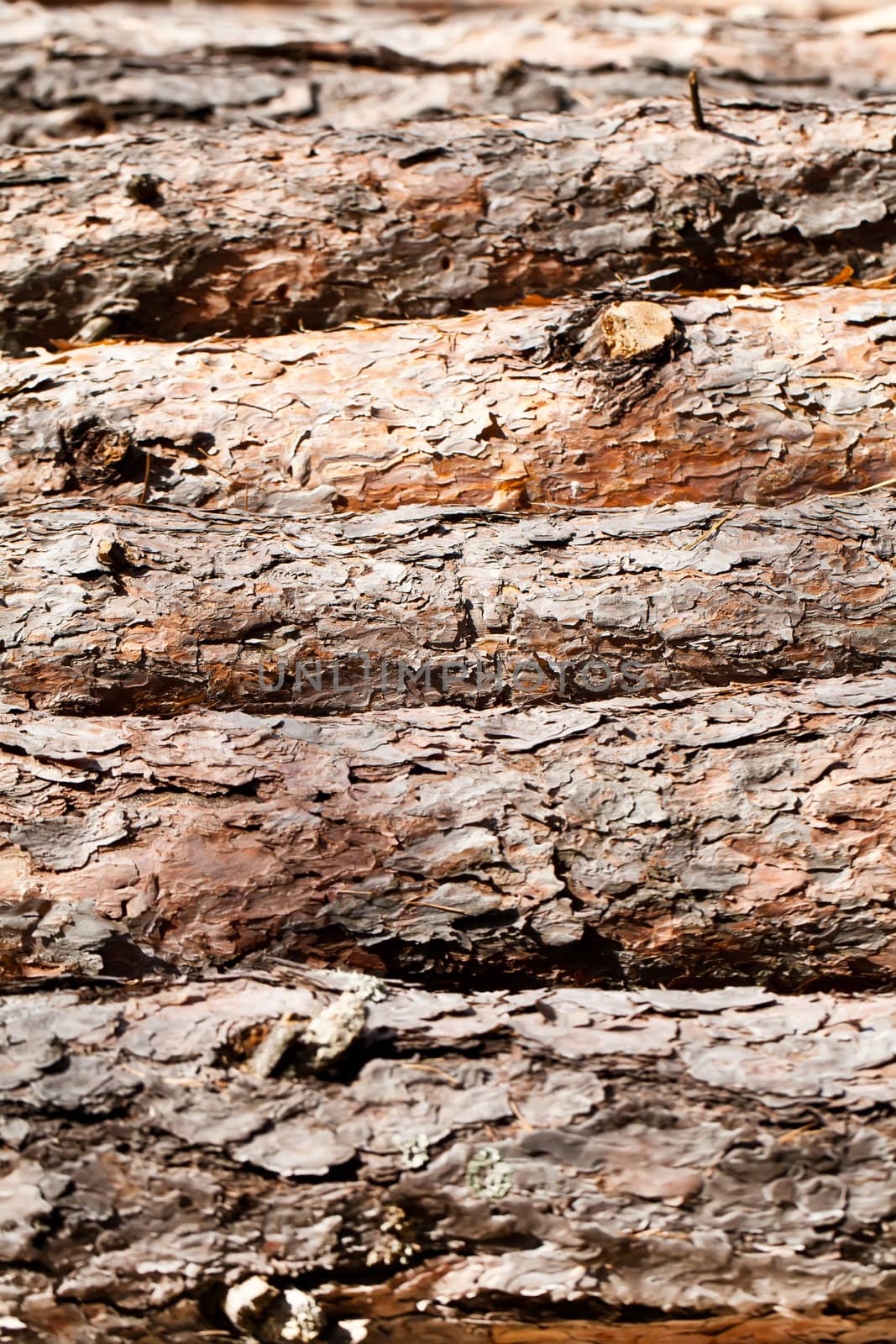 Pine logs bark texture